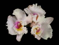 Blc. Dr. Joe Walker